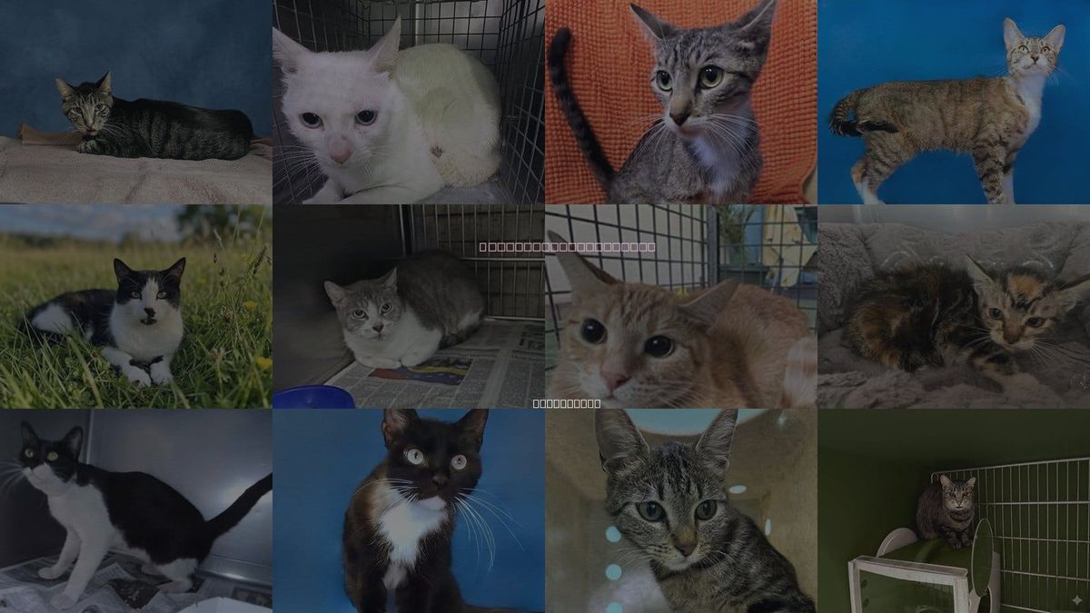 Cats for Adoption in Rosemead, California