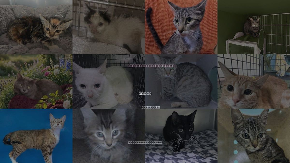 Cats for Adoption in Rosemead, California