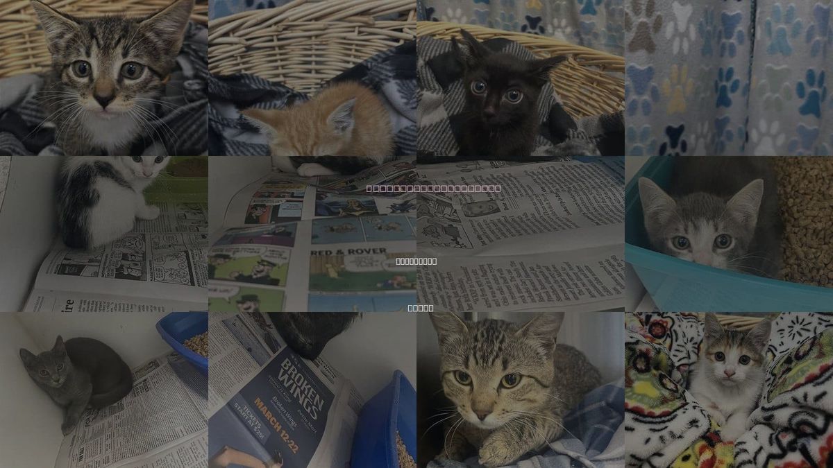 Cats for Adoption in Rosenberg, Texas