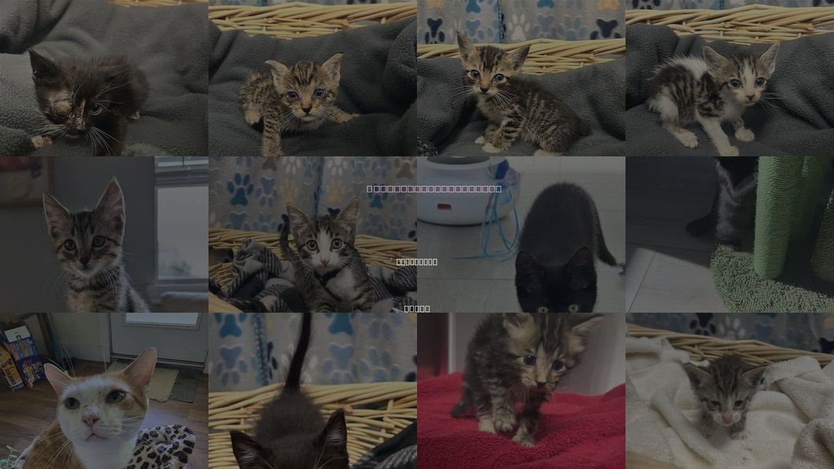 Cats for Adoption in Rosenberg, Texas