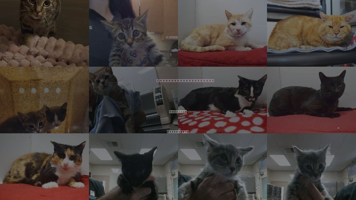 Cats for Adoption in Roseville, California