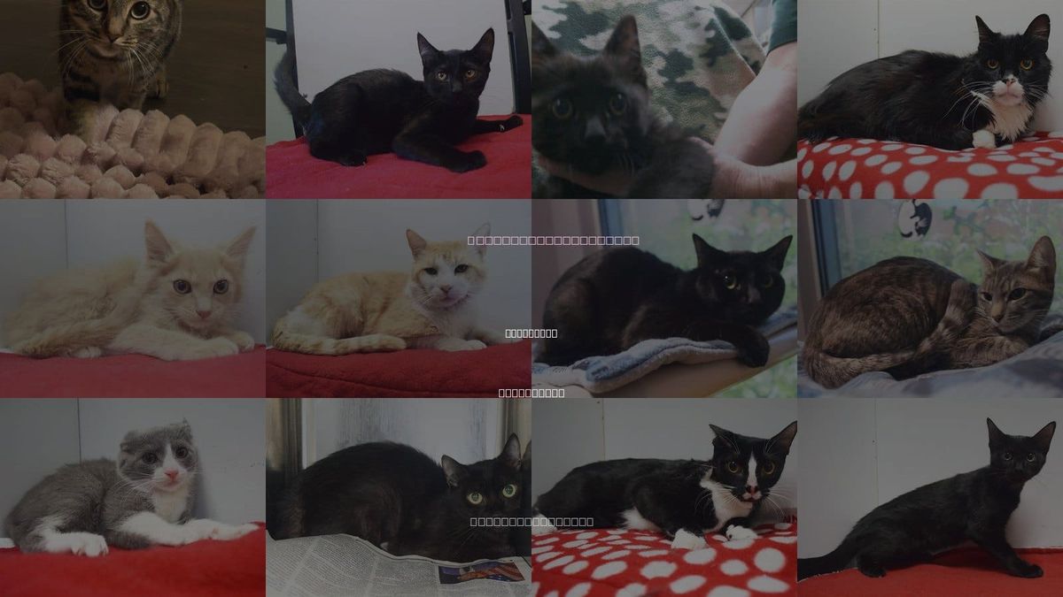 Cats for Adoption in Roseville, California