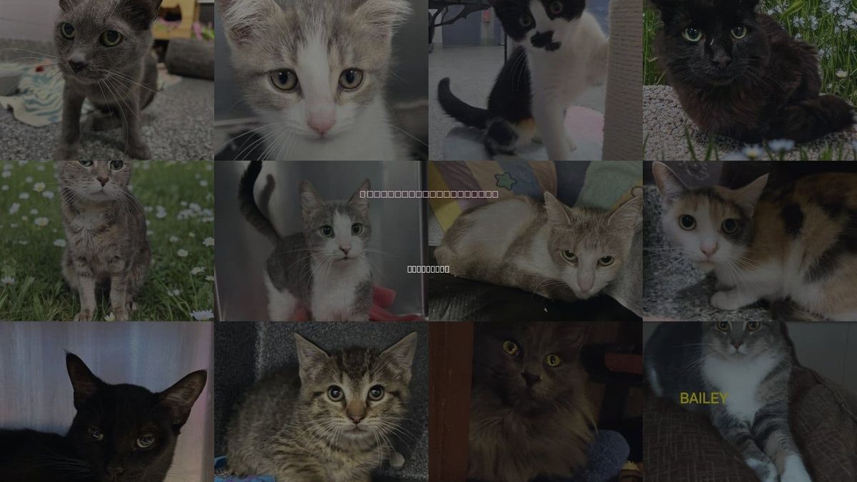 Cats for Adoption in Roseville, Michigan