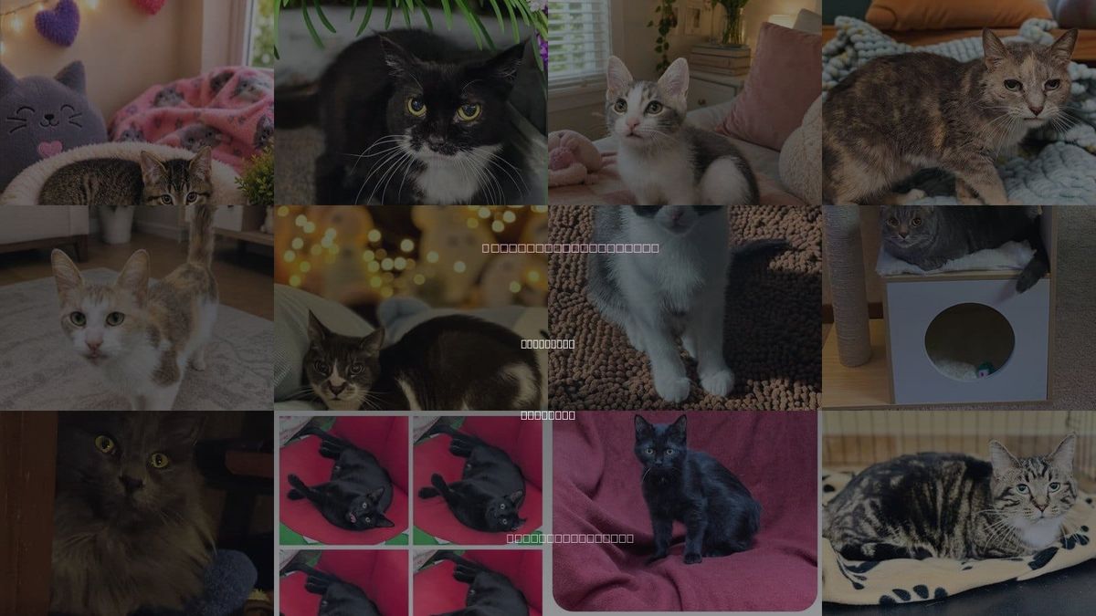 Cats for Adoption in Roseville, Michigan