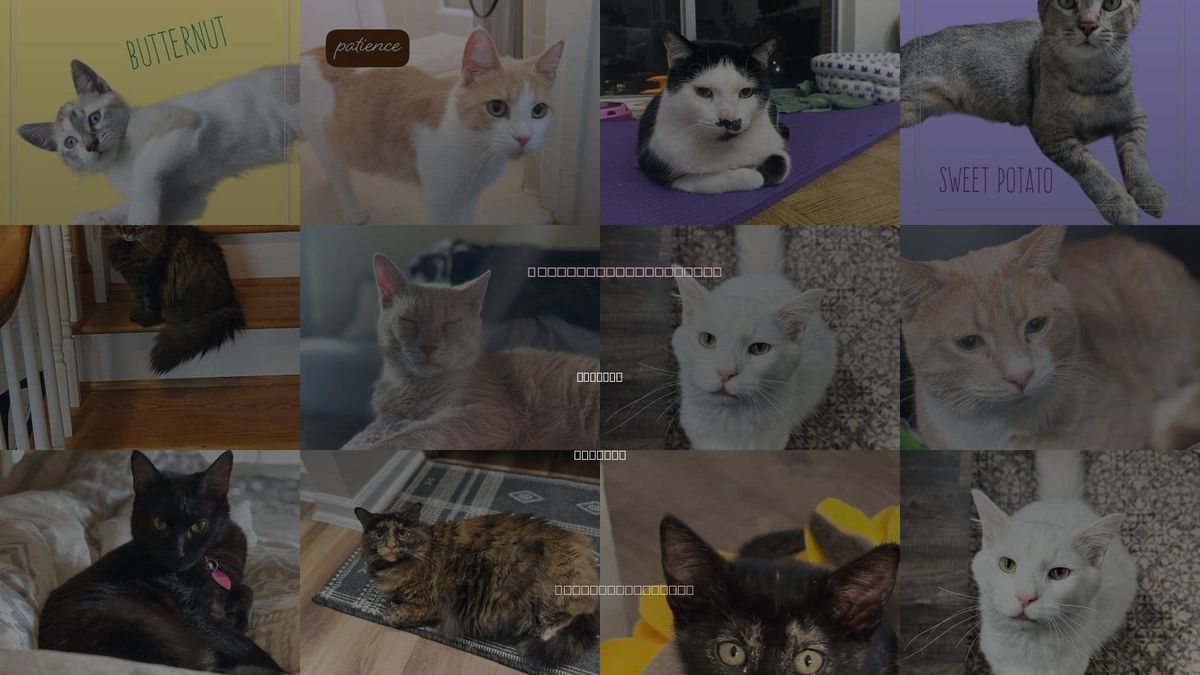 Cats for Adoption in Roswell, Georgia