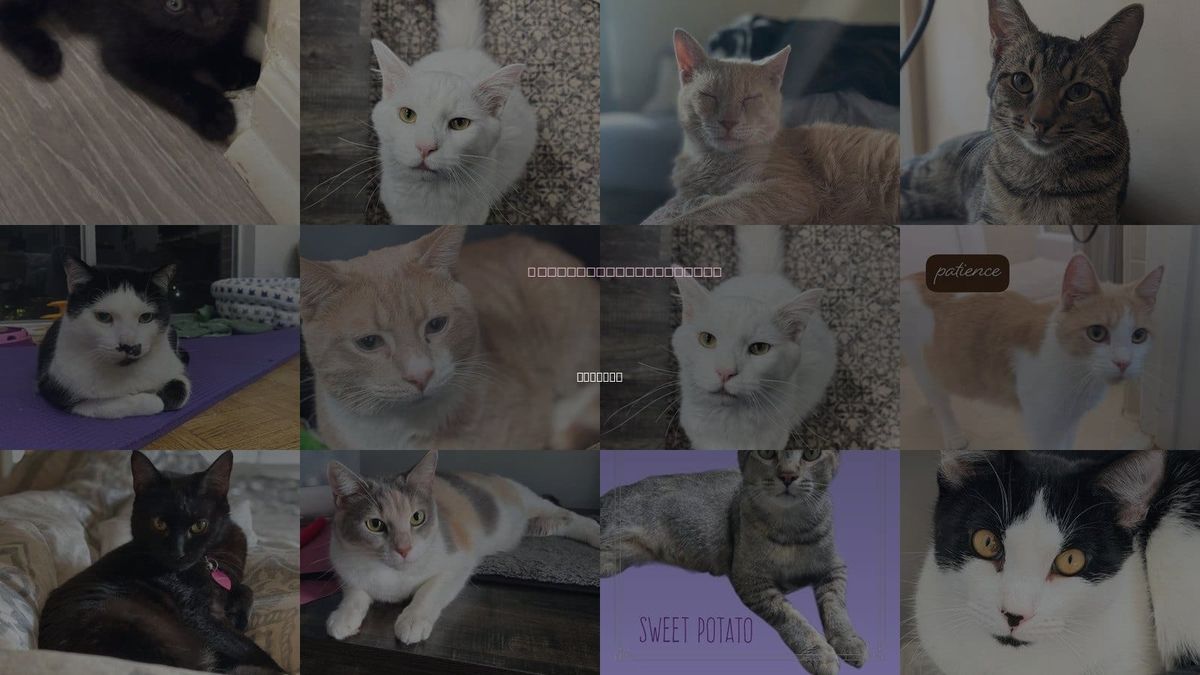 Cats for Adoption in Roswell, Georgia