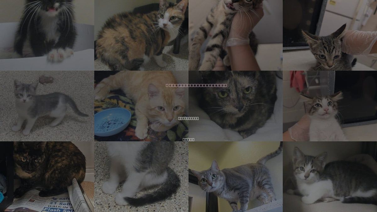 Cats for Adoption in Round Rock, Texas
