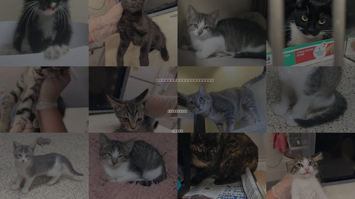 Cats for Adoption in Round Rock, Texas