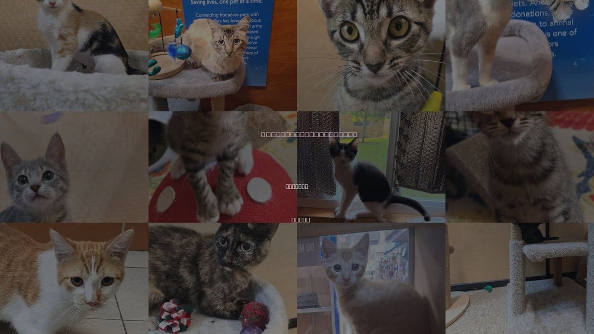 Cats for Adoption in Rowlett, Texas