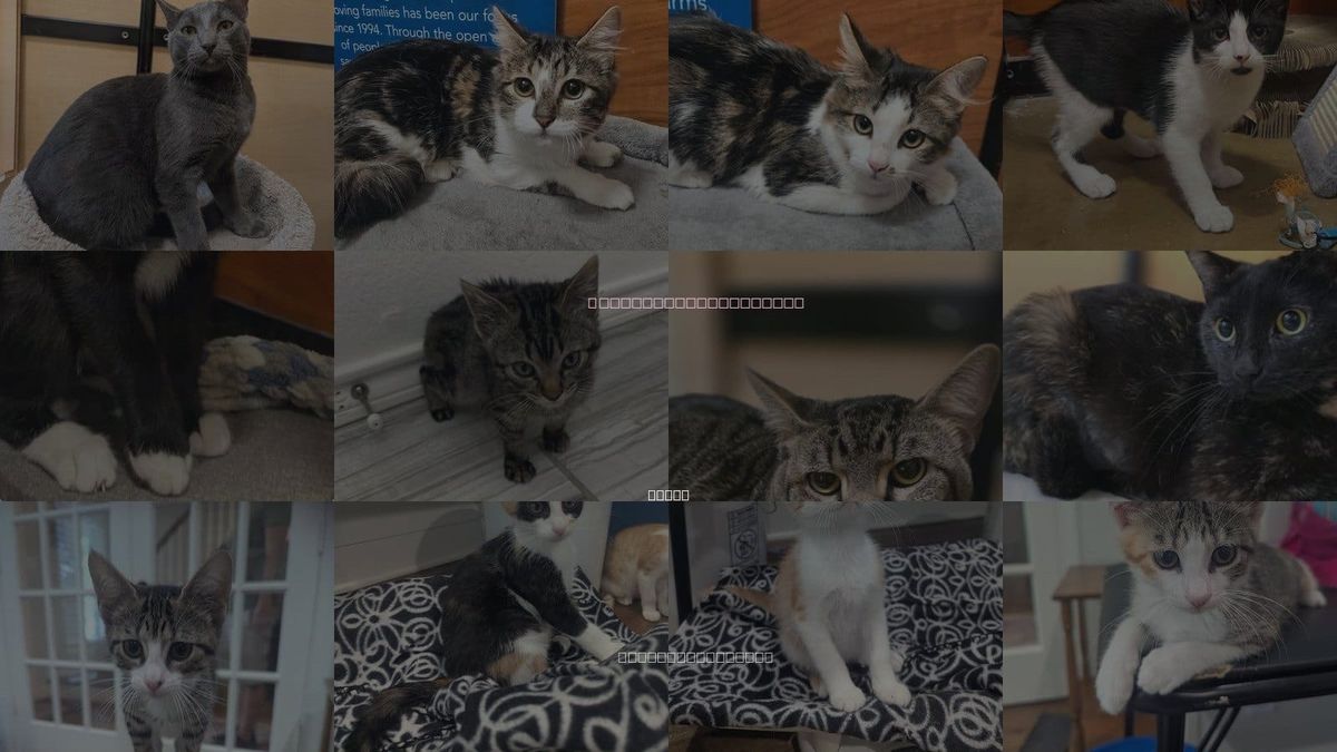 Cats for Adoption in Rowlett, Texas