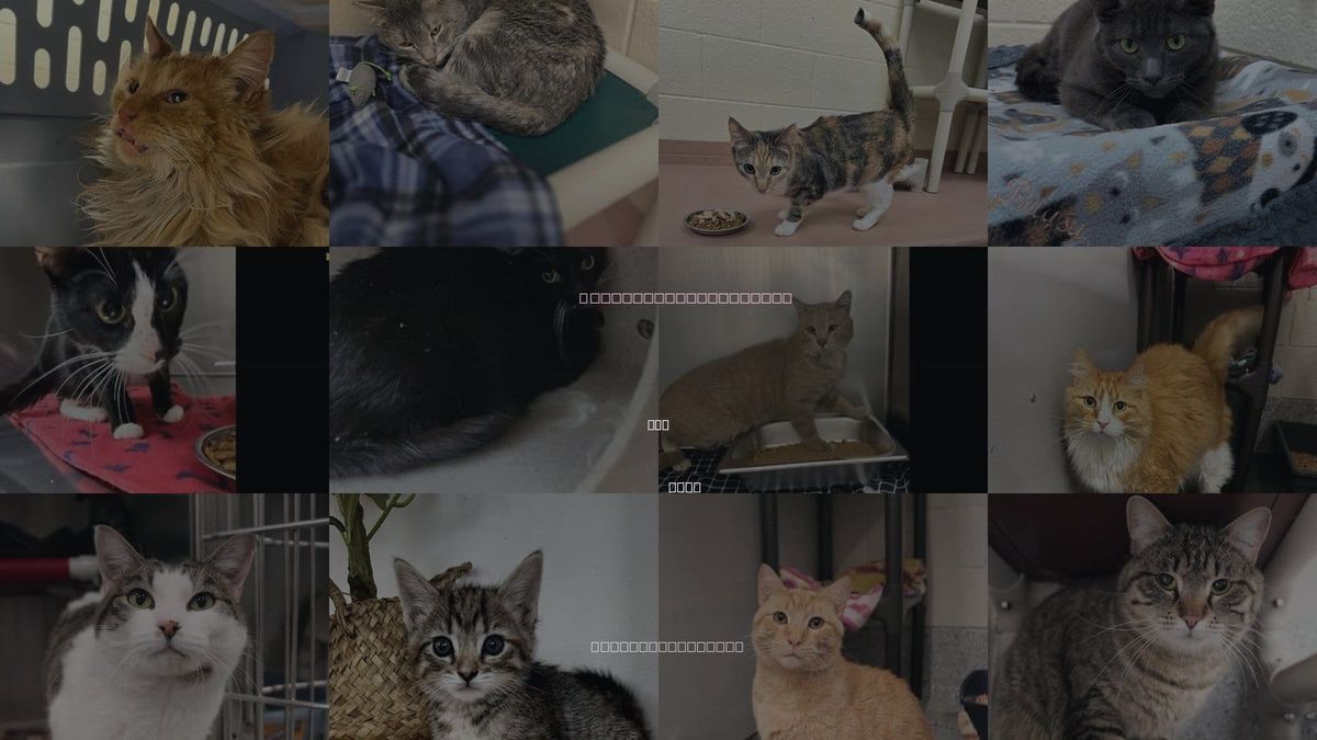 Cats for Adoption in Roy, Utah