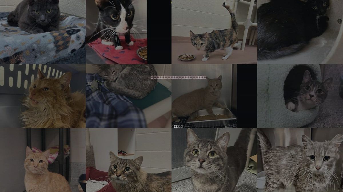 Cats for Adoption in Roy, Utah