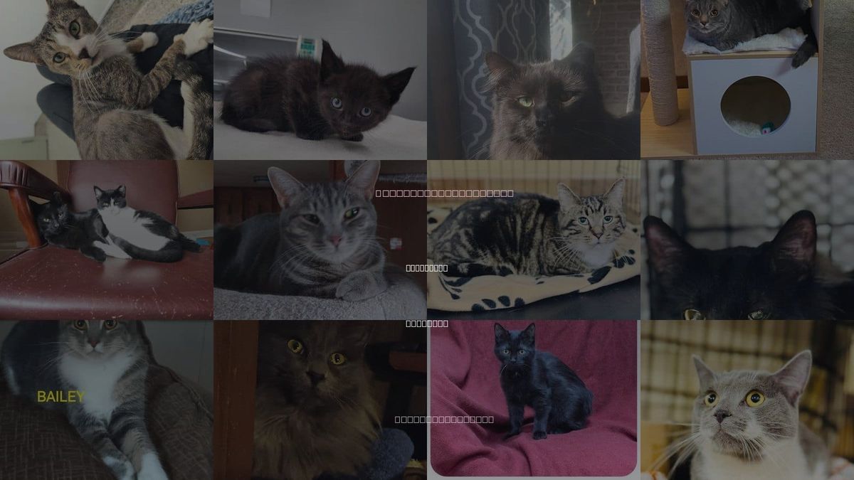 Cats for Adoption in Royal Oak, Michigan