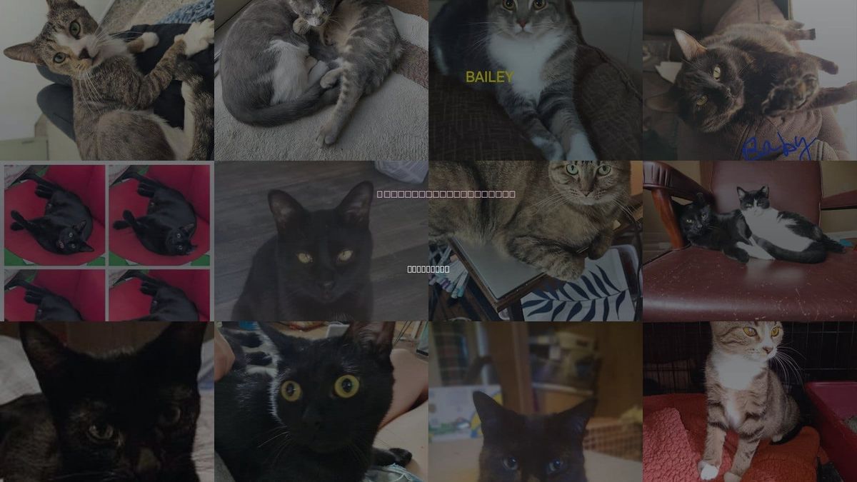 Cats for Adoption in Royal Oak, Michigan