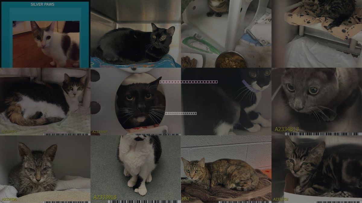 Cats for Adoption in Royal Palm Beach, Florida