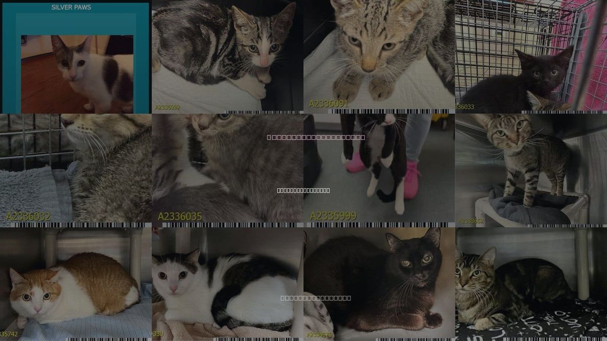 Cats for Adoption in Royal Palm Beach, Florida