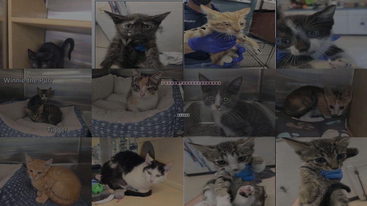 Cats for Adoption in Ruskin, Florida