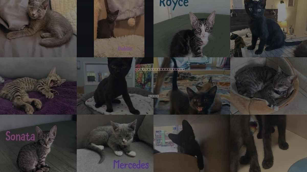 Cats for Adoption in Ruskin, Florida
