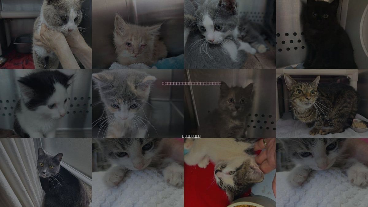 Cats for Adoption in Rustburg, Virginia