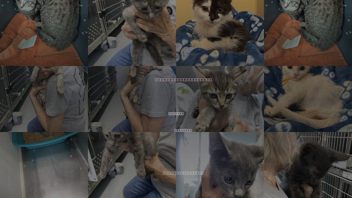 Cats for Adoption in Rustburg, Virginia