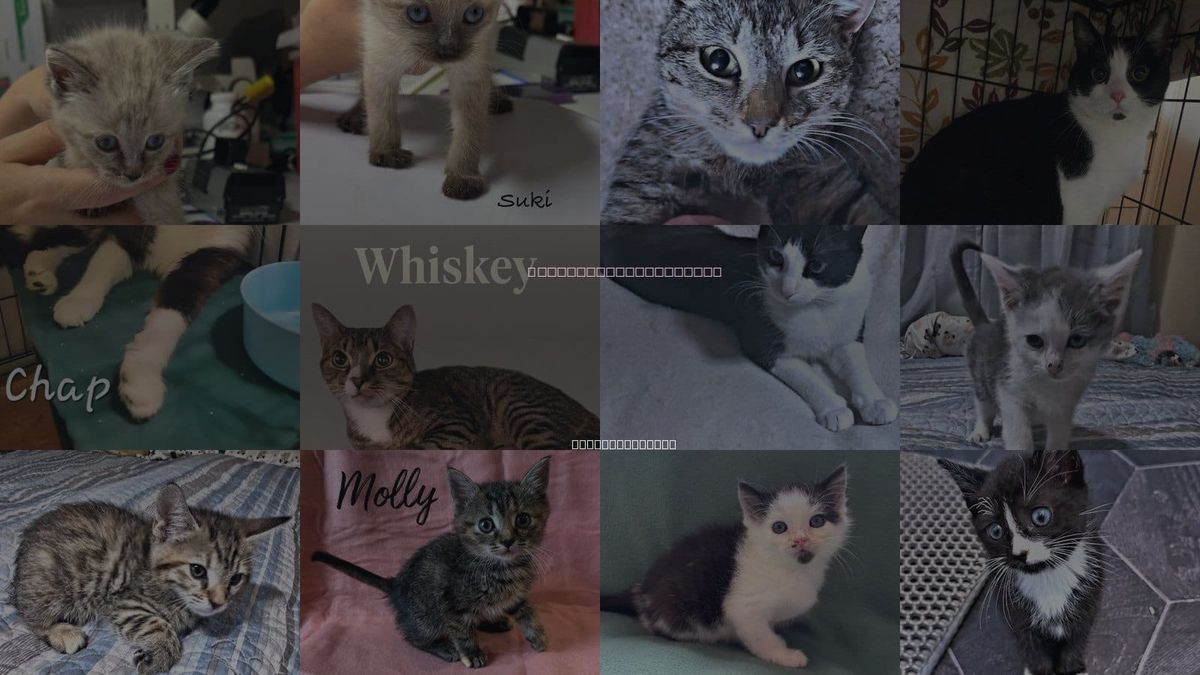 Cats for Adoption in Rutherfordton, North Carolina