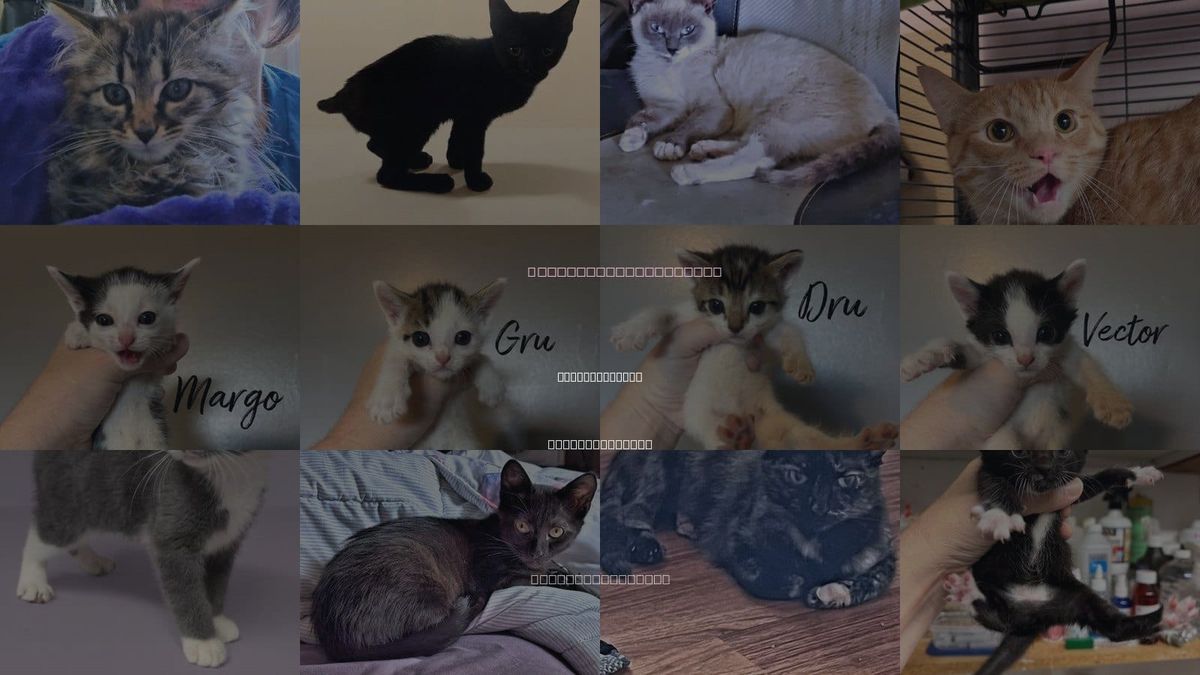 Cats for Adoption in Rutherfordton, North Carolina