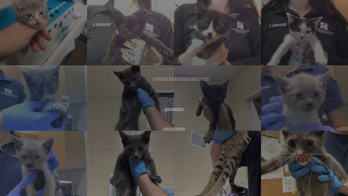 Cats for Adoption in Sacramento, California