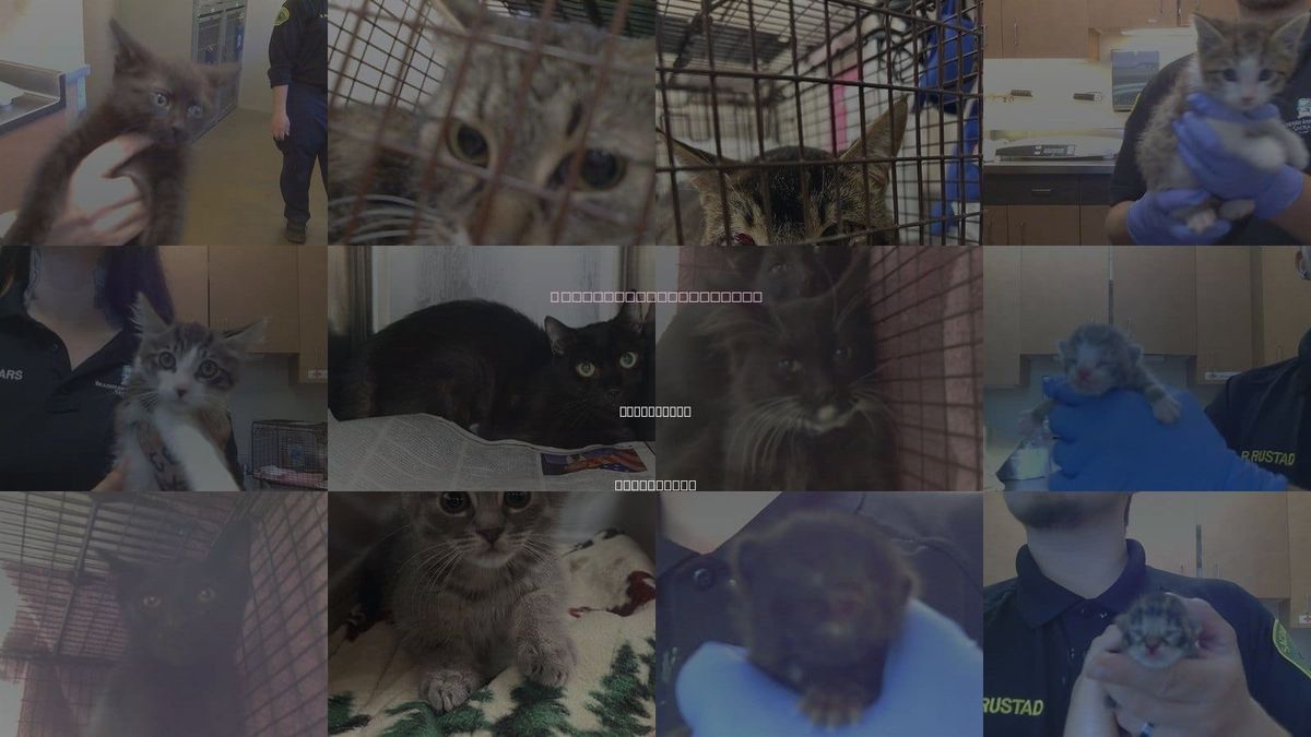 Cats for Adoption in Sacramento, California