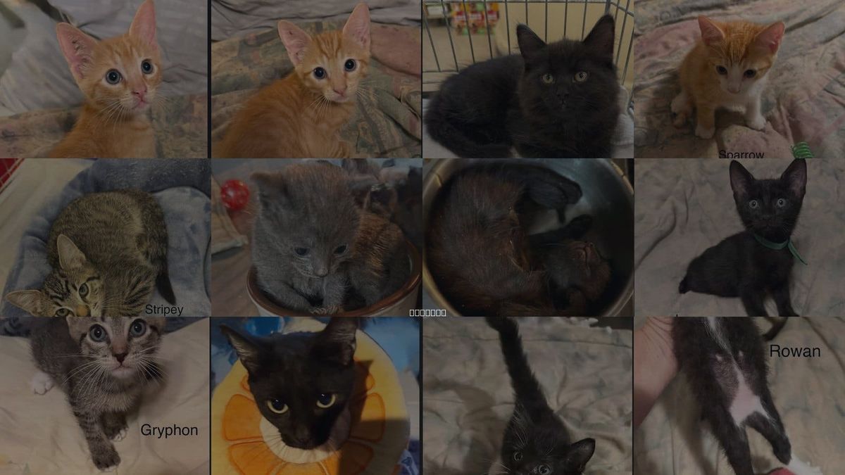 Cats for Adoption in Safety Harbor, Florida