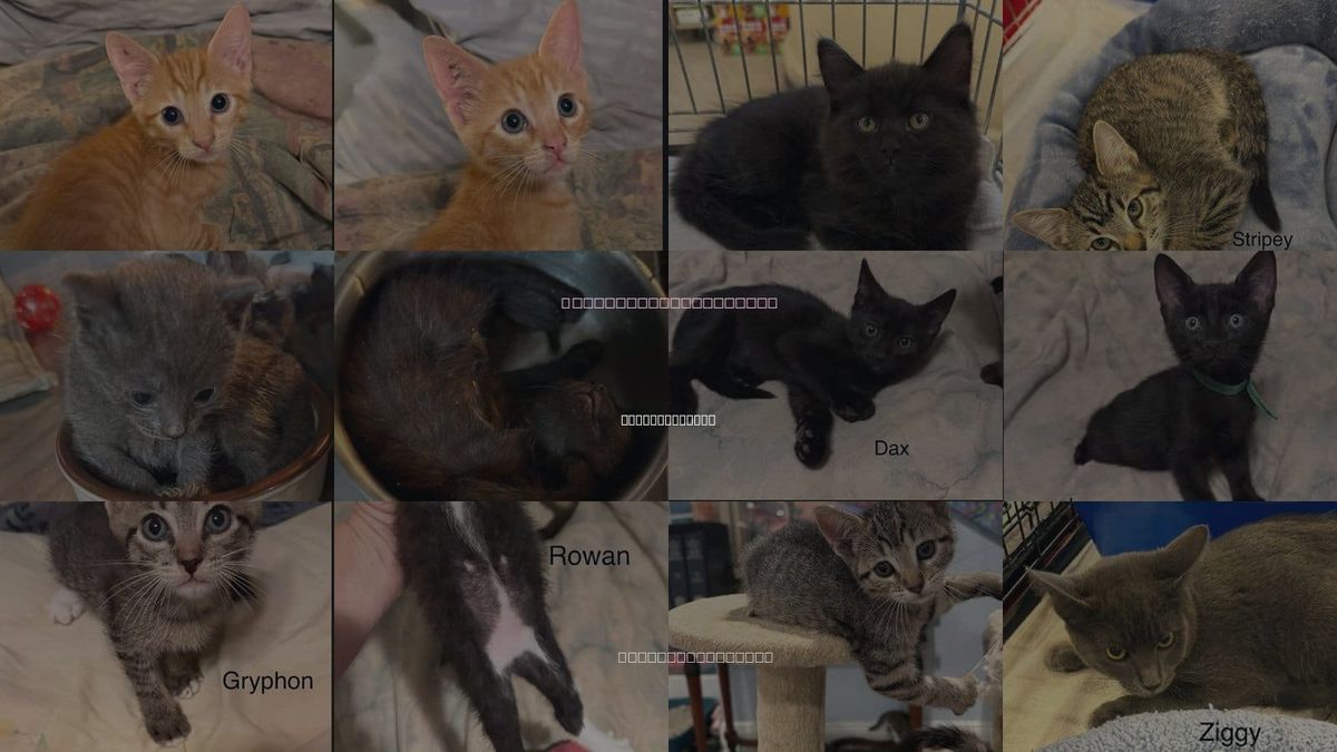 Cats for Adoption in Safety Harbor, Florida