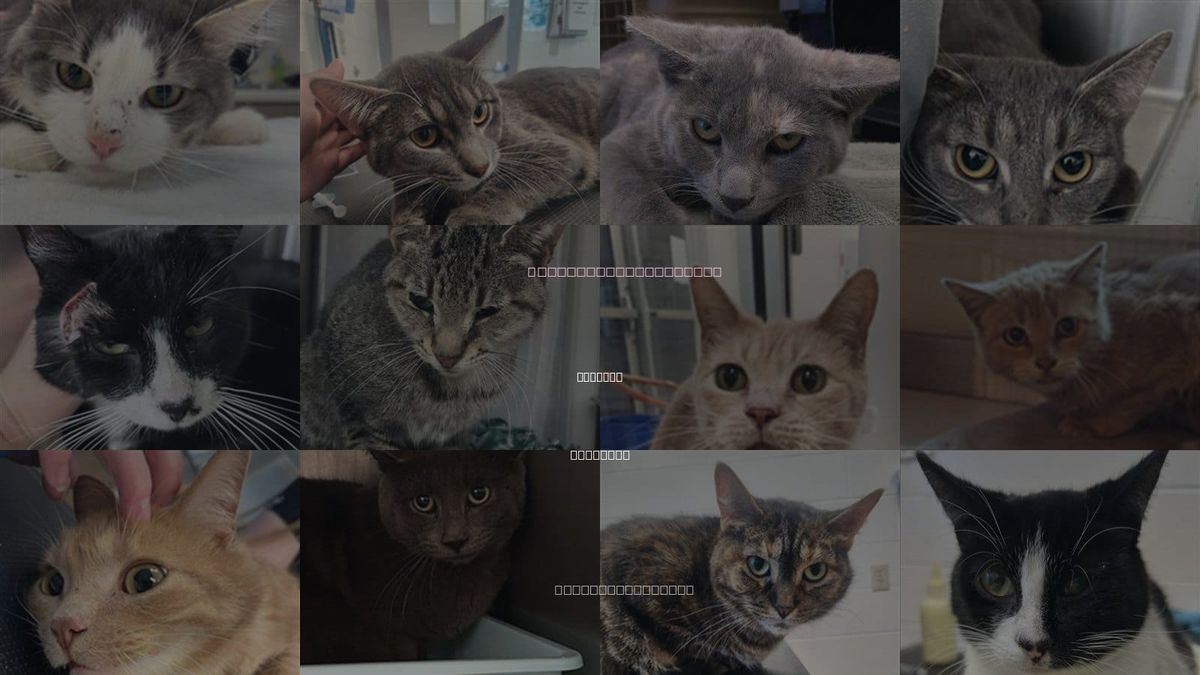 Cats for Adoption in Saginaw, Michigan