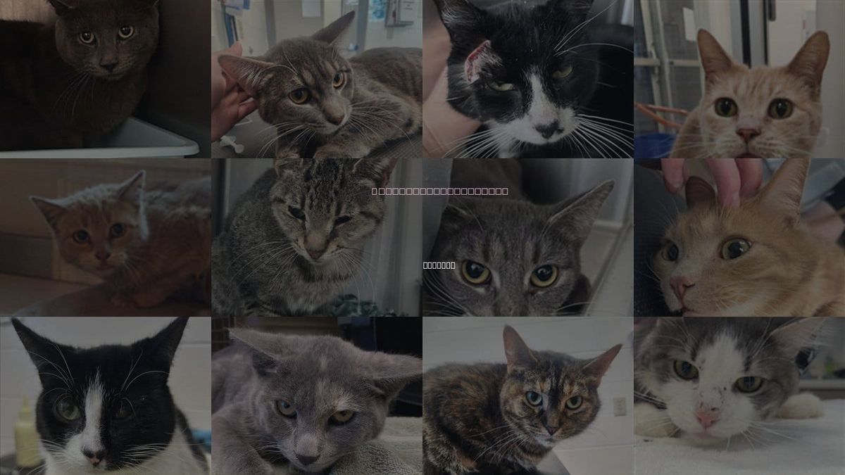 Cats for Adoption in Saginaw, Michigan