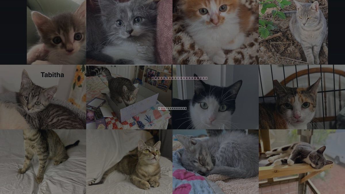 Cats for Adoption in Saint Augustine, Florida