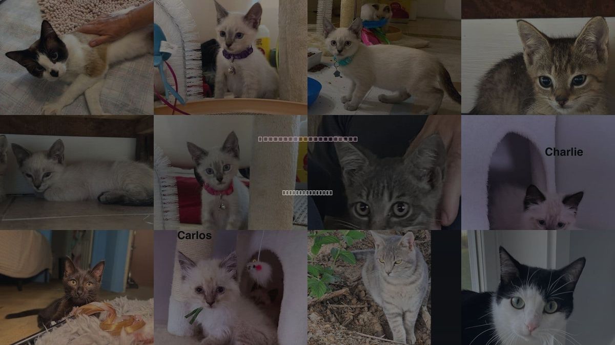Cats for Adoption in Saint Augustine, Florida