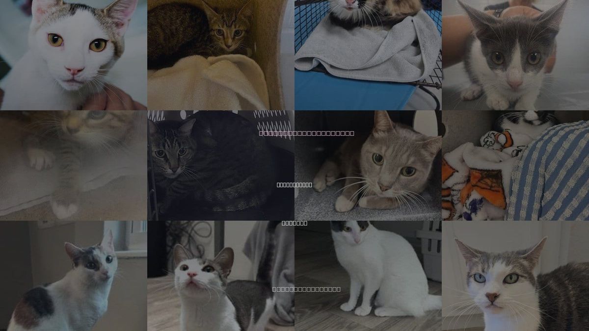 Cats for Adoption in Saint Cloud, Florida