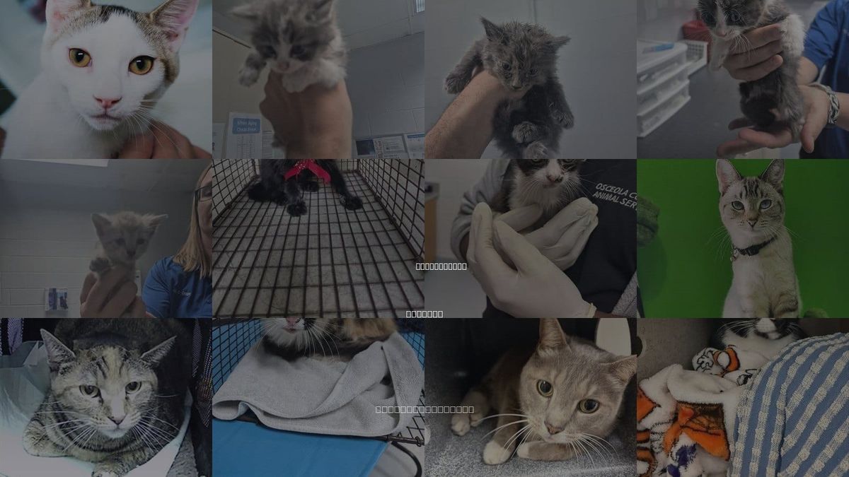 Cats for Adoption in Saint Cloud, Florida