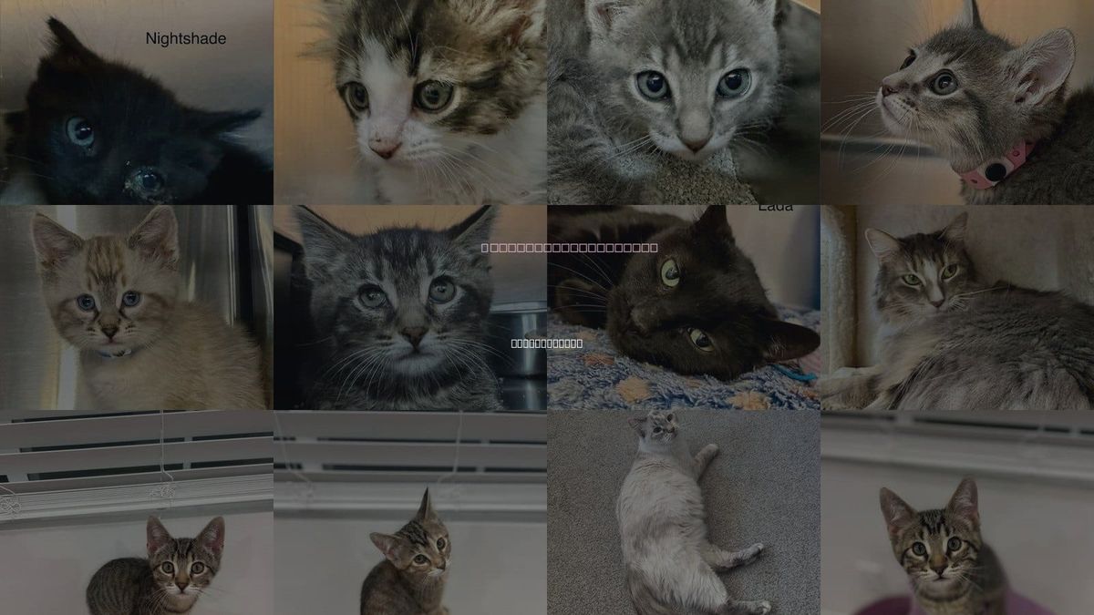 Cats for Adoption in Saint George, Utah