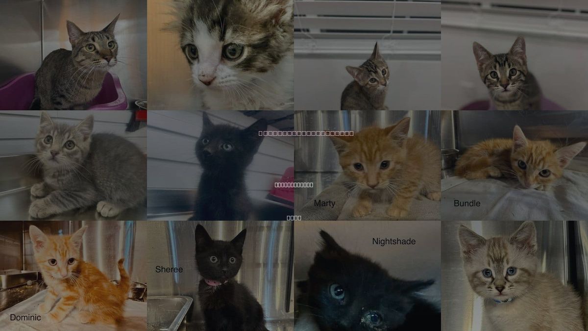 Cats for Adoption in Saint George, Utah