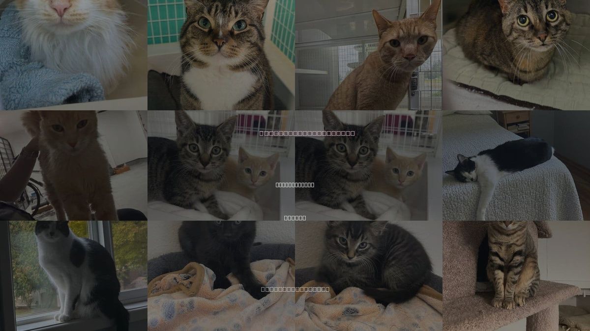 Cats for Adoption in Saint Helens, Oregon