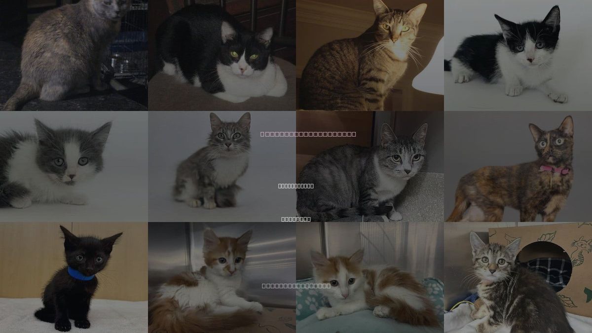 Cats for Adoption in Saint Louis, Missouri