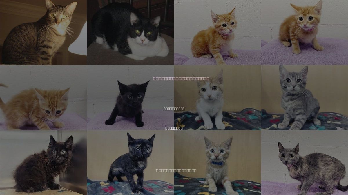 Cats for Adoption in Saint Louis, Missouri