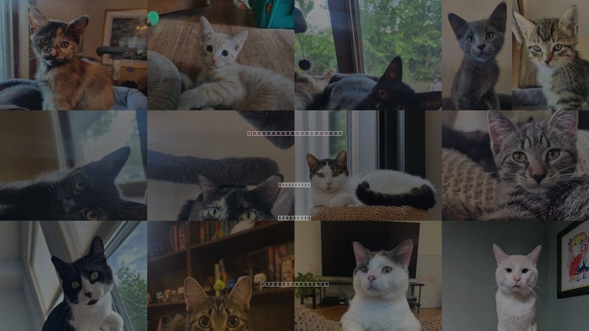 Cats for Adoption in Saint Paul, Minnesota