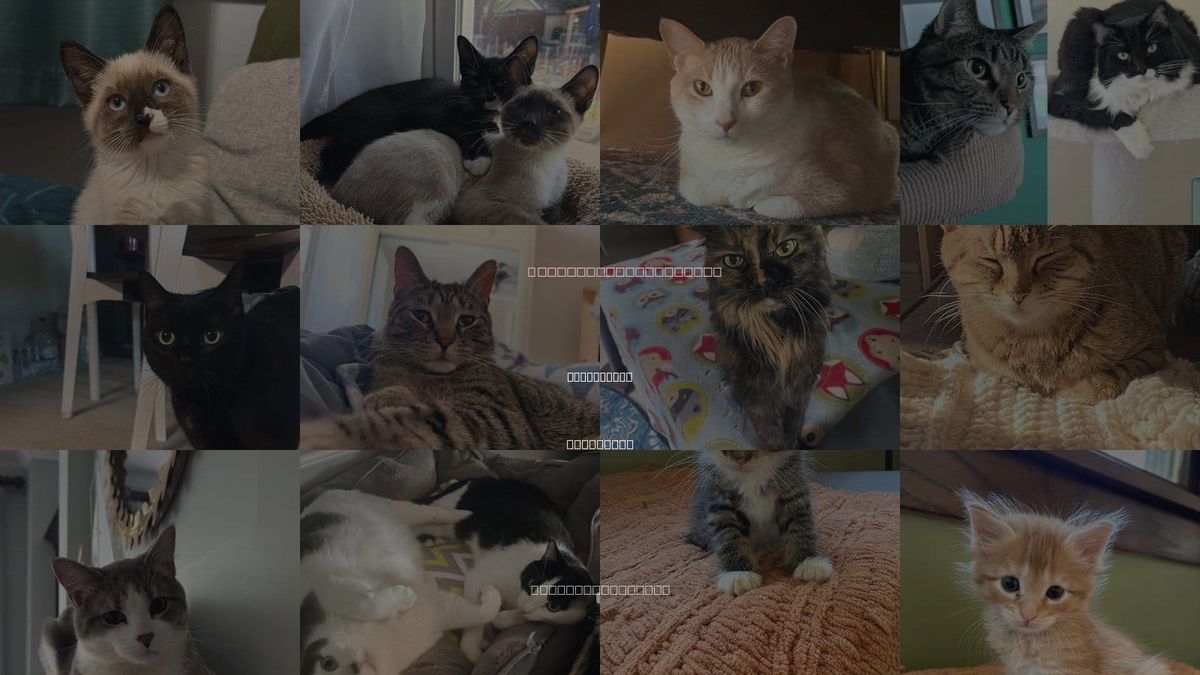 Cats for Adoption in Saint Paul, Minnesota