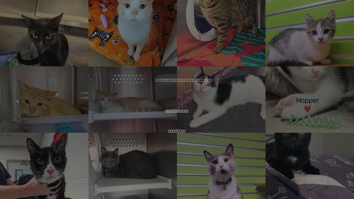 Cats for Adoption in Saint Peters, Missouri