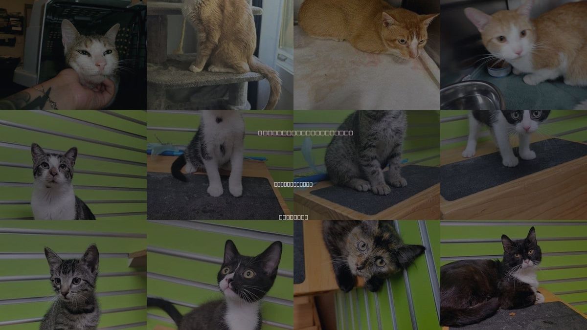 Cats for Adoption in Saint Peters, Missouri