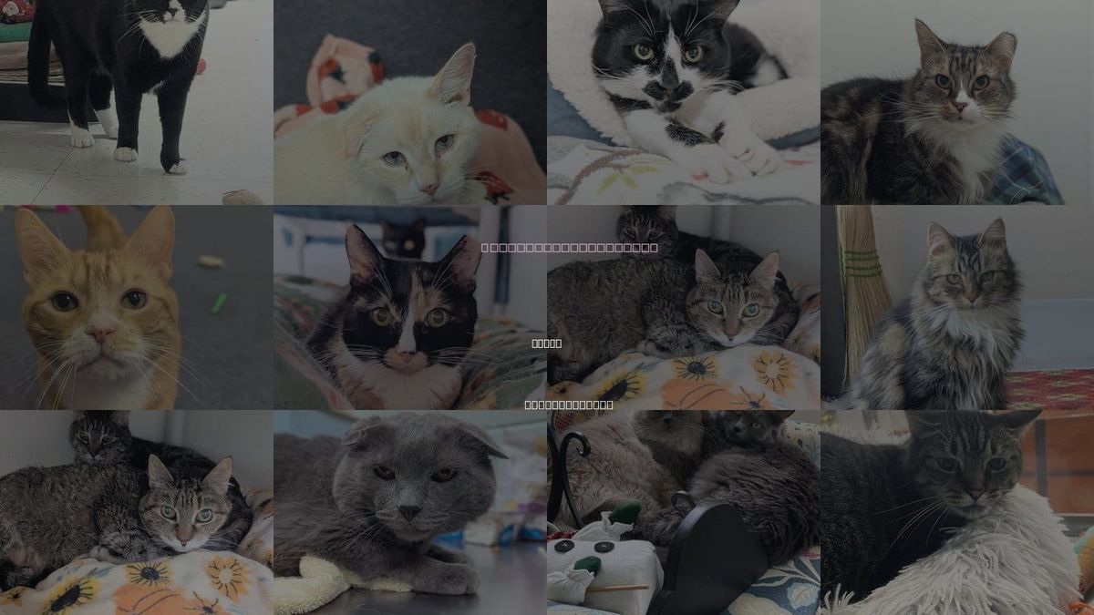 Cats for Adoption in Salem, Massachusetts