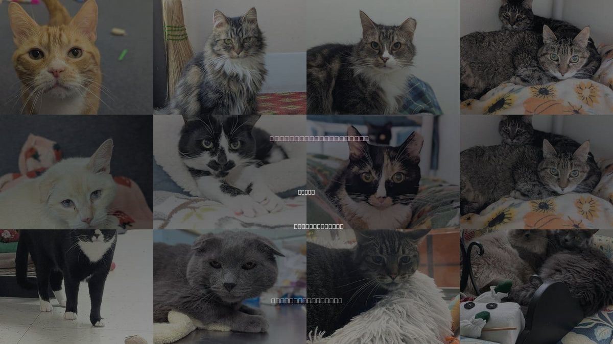 Cats for Adoption in Salem, Massachusetts