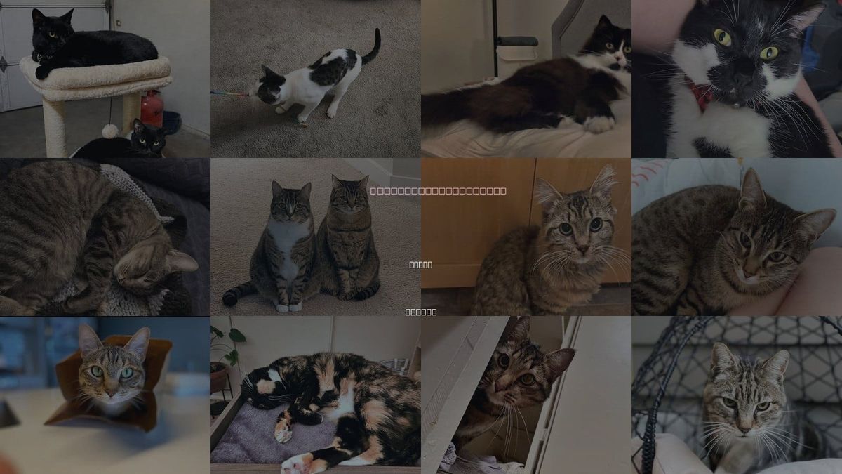Cats for Adoption in Salem, Oregon