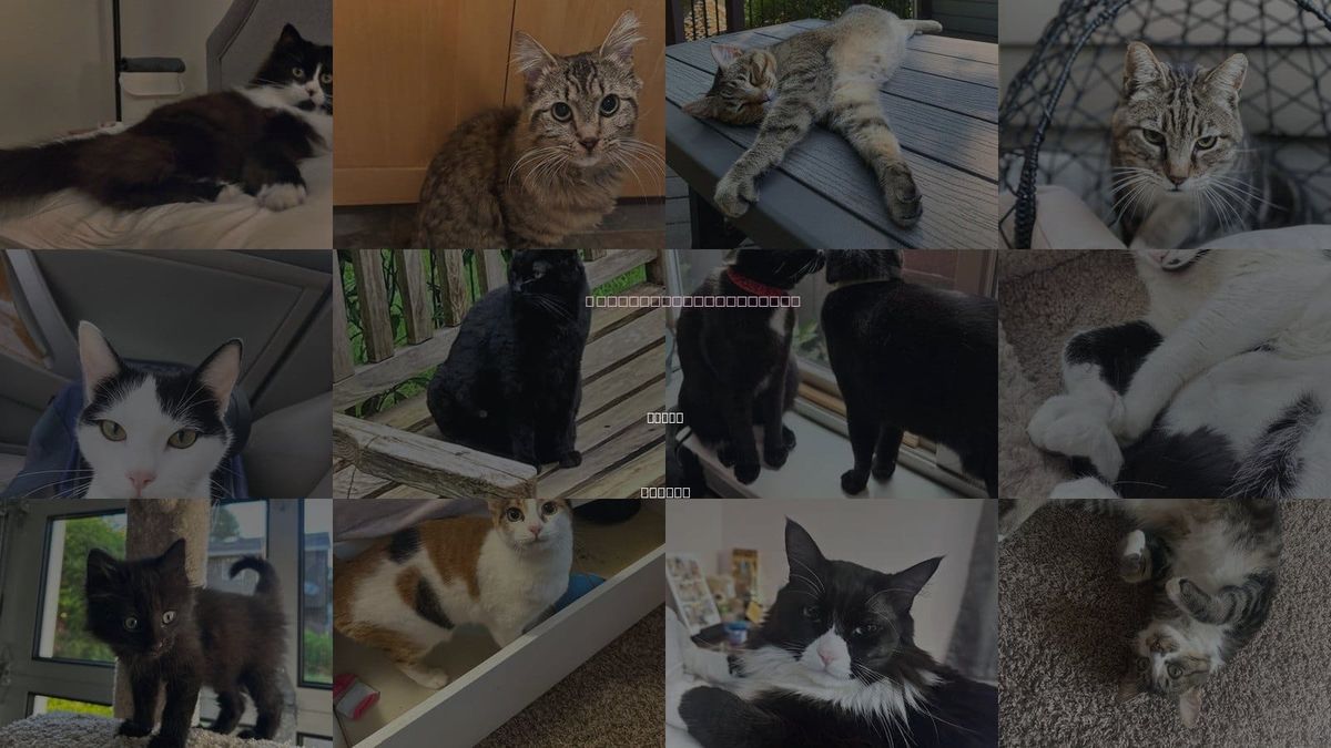 Cats for Adoption in Salem, Oregon