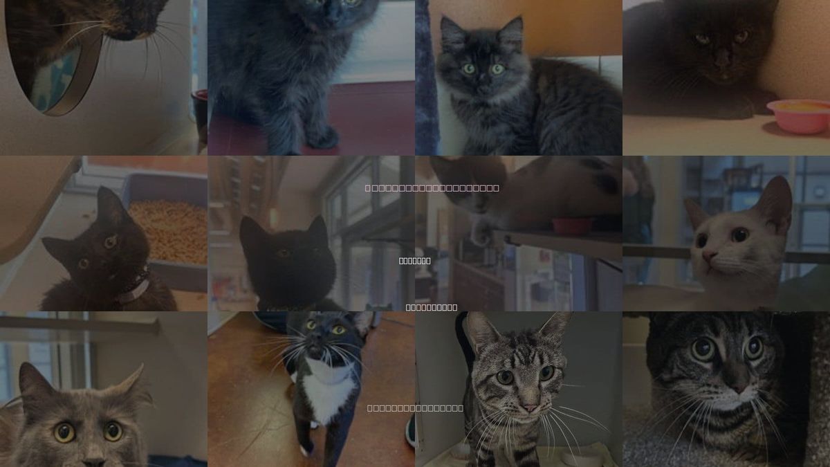 Cats for Adoption in Salinas, California